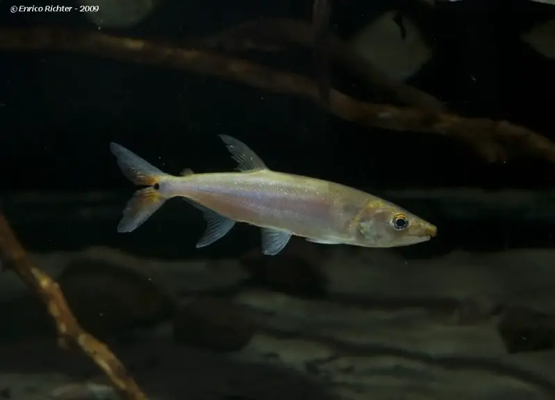 Acestrorhynchus falcatus photo