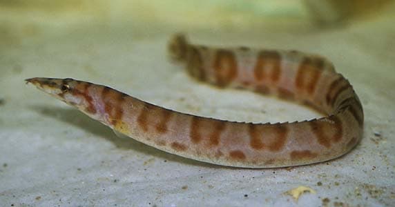 Mastacembelus ellipsifer photo