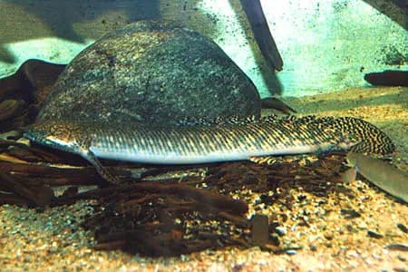 Polypterus ornatapinnis photo